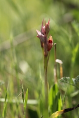 Serapias parviflora