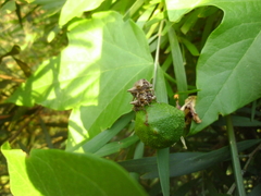 Oemethylus triangularis