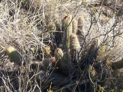 Trichocereus strigosus