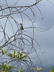 Calliphlox amethystina