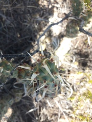 Tephrocactus articulatus