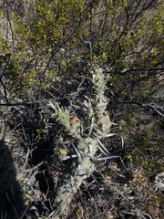 Tephrocactus articulatus