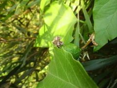 Oemethylus triangularis