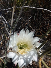 Trichocereus strigosus