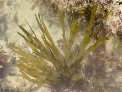 Dictyota kunthii