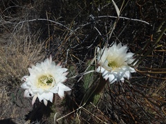 Trichocereus strigosus