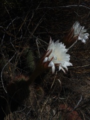 Trichocereus strigosus