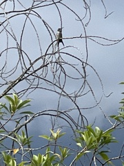 Calliphlox amethystina