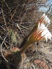 Trichocereus strigosus