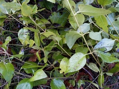 Vinca major