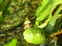 Oemethylus triangularis