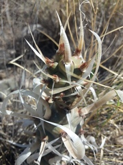 Tephrocactus articulatus