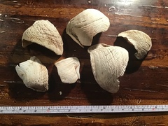 Zirfaea crispata