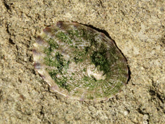 Cellana radians