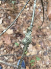 Callirhytis quercuspunctata