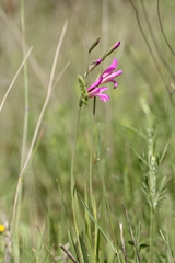 Gladiolus italicus