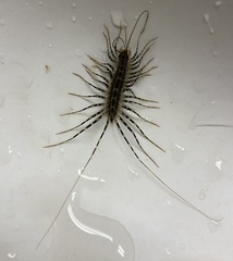 Allothereua maculata