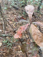 Callirhytis quercuspunctata
