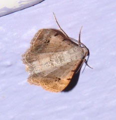 Frederickia nigricomma