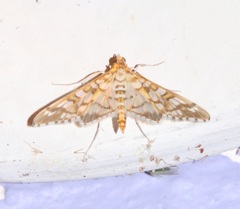 Epipagis disparilis