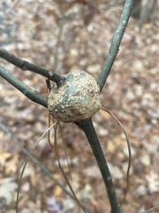 Callirhytis quercuspunctata