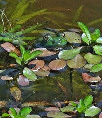 Lithobates catesbeianus