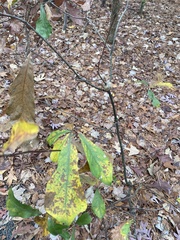 Callirhytis quercuspunctata