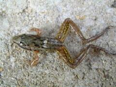 Ptychadena aequiplicata