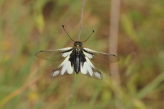 Libelloides coccajus