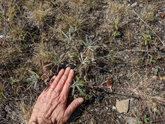 Potentilla pulcherrima
