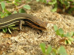 Trachylepis bensonii