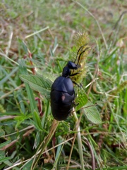 Meloe laevis