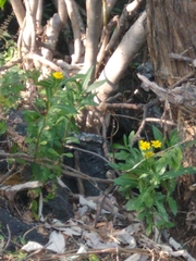 Verbesina virgata