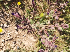 Anchusa