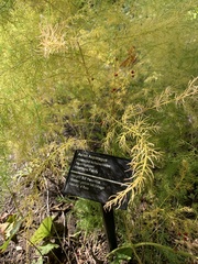 Asparagus schoberioides