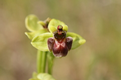 Ophrys bombyliflora