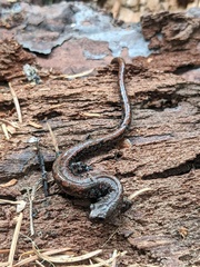 Batrachoseps wrighti