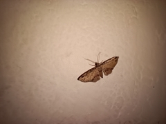 Lepidoptera