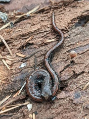 Batrachoseps wrighti