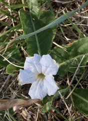 Ruellia morongii
