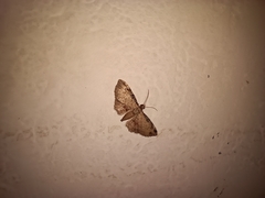 Lepidoptera