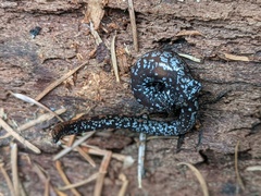 Batrachoseps wrighti