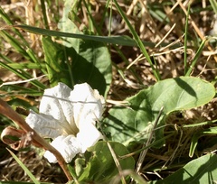 Ruellia morongii