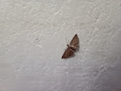 Lepidoptera