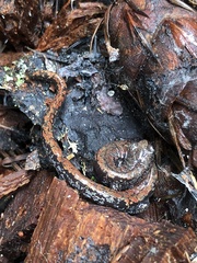 Batrachoseps wrighti