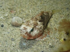 Maxillicosta scabriceps