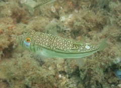 Torquigener pleurogramma