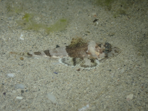 Devil flathead (Onigocia spinosa) — Platycephalidae — 5