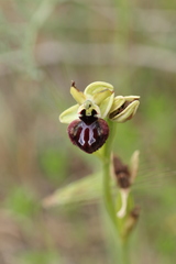 Ophrys sphegodes atrata
