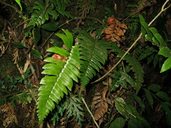 Dryopteris cyclopeltidiformis
